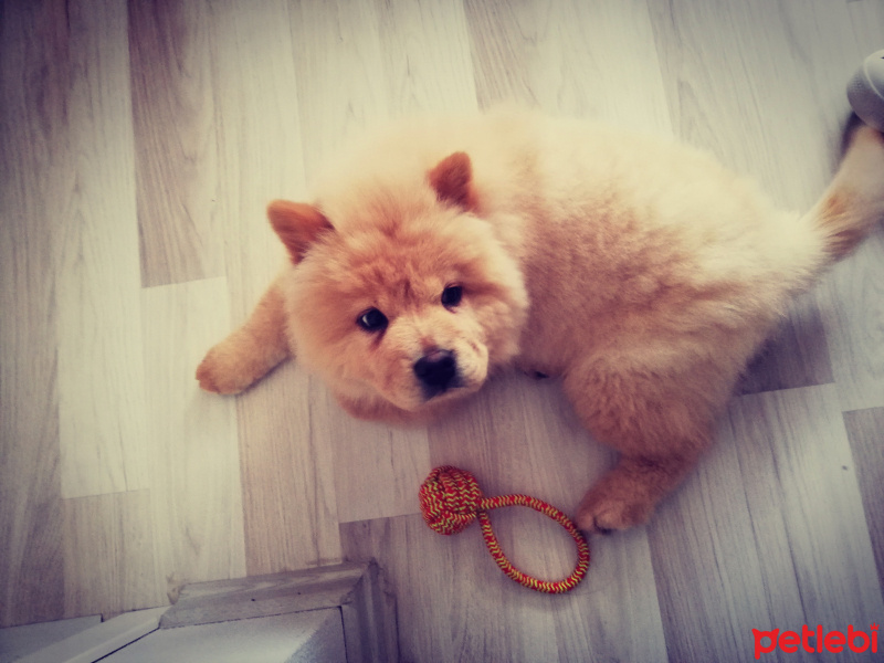 Chow Chow (çin Aslanı), Köpek  SHOT fotoğrafı