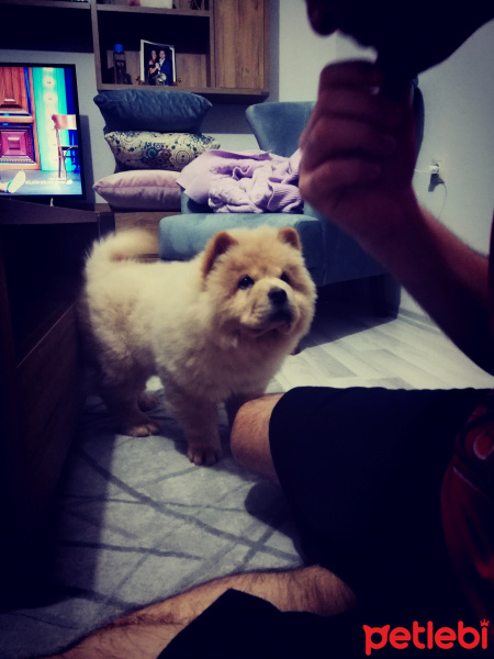 Chow Chow (çin Aslanı), Köpek  SHOT fotoğrafı