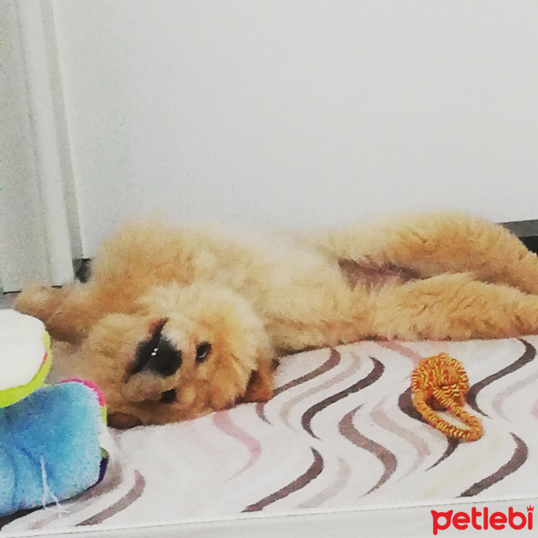Chow Chow (çin Aslanı), Köpek  SHOT fotoğrafı