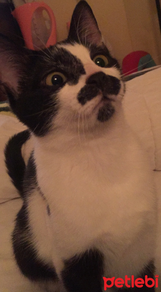 Tekir Kedi, Kedi  Coco fotoğrafı