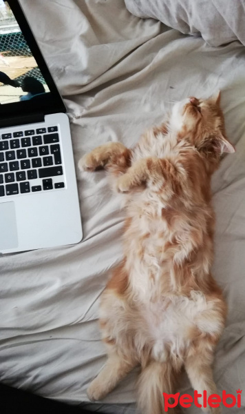 Chinchilla, Kedi  Kedicik fotoğrafı