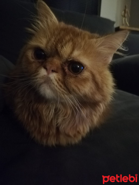 Chinchilla, Kedi  Kedicik fotoğrafı