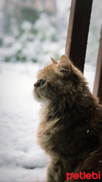 Chinchilla, Kedi  Kedicik fotoğrafı