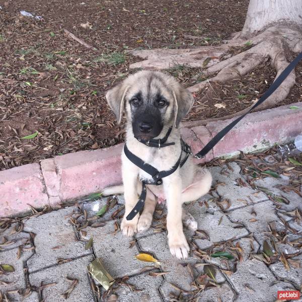 Kangal, Köpek  DUMAN fotoğrafı