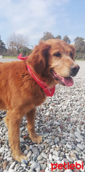 Golden Retriever, Köpek  Tarçın fotoğrafı