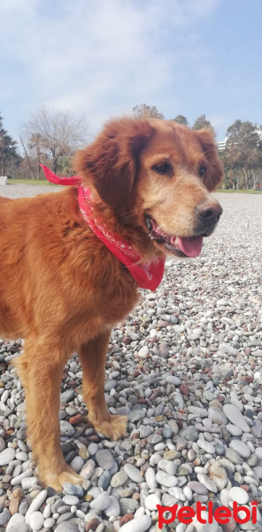 Golden Retriever, Köpek  Tarçın fotoğrafı
