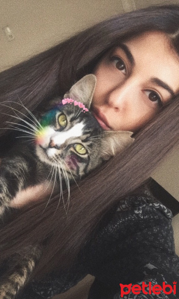 American Bobtail, Kedi  Yulaf fotoğrafı