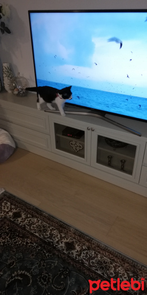 Tekir Kedi, Kedi  GOMİS fotoğrafı