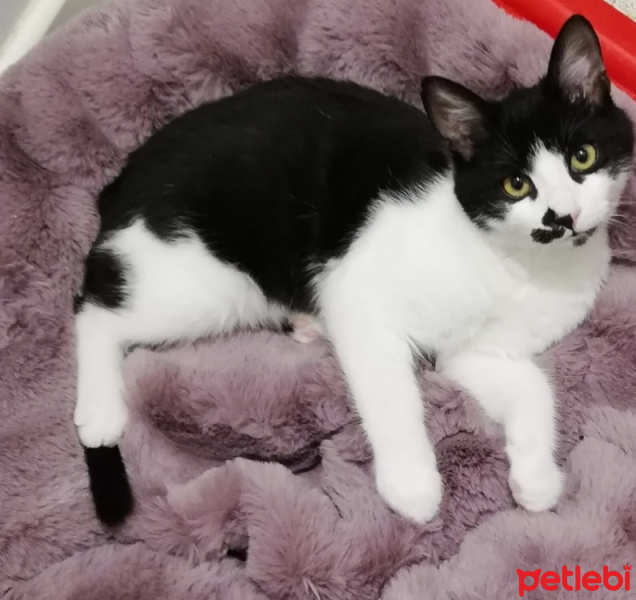 Tekir Kedi, Kedi  GOMİS fotoğrafı