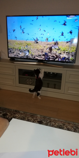 Tekir Kedi, Kedi  GOMİS fotoğrafı