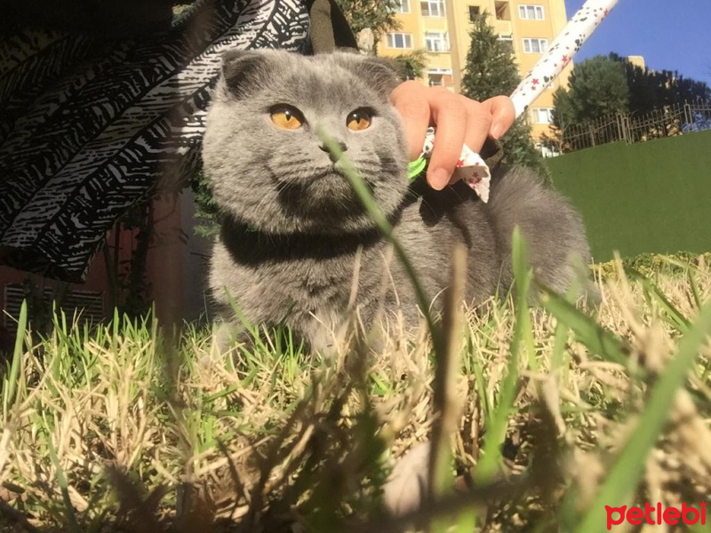 Scottish Fold, Kedi  Mio fotoğrafı