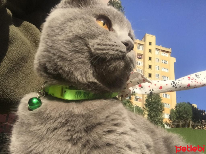 Scottish Fold, Kedi  Mio fotoğrafı