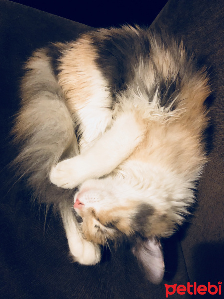 Sibirya Kedisi, Kedi  Tülay fotoğrafı