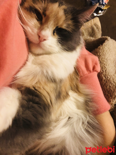 Sibirya Kedisi, Kedi  Tülay fotoğrafı