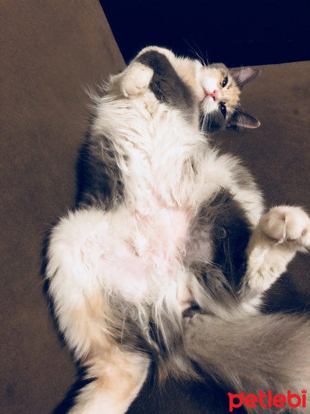 Sibirya Kedisi, Kedi  Tülay fotoğrafı