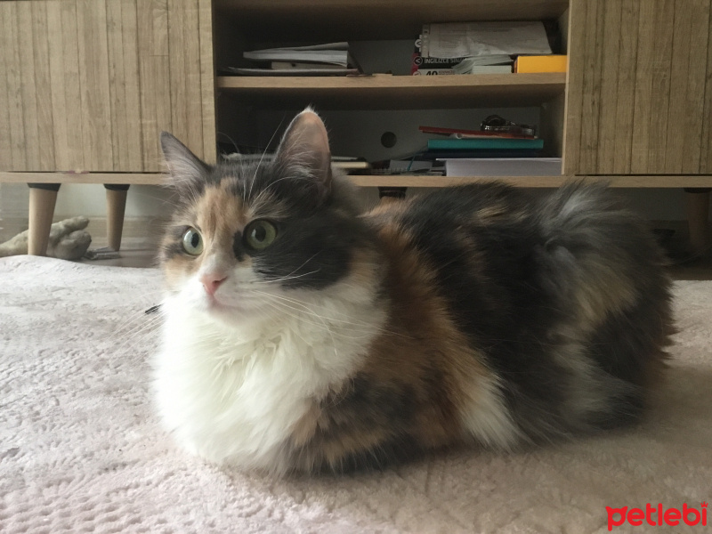 Sibirya Kedisi, Kedi  Tülay fotoğrafı