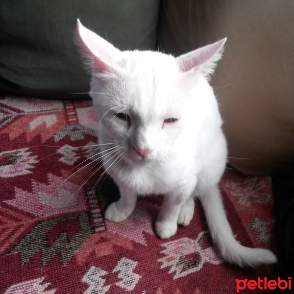 Ankara Kedisi, Kedi  Bulut fotoğrafı