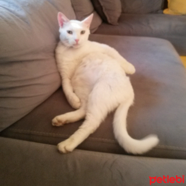 Ankara Kedisi, Kedi  Bulut fotoğrafı