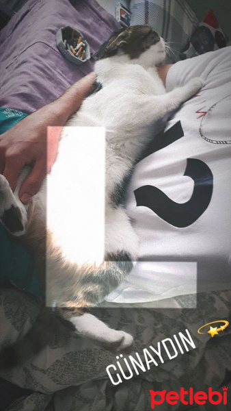 Tekir Kedi, Kedi  Lila fotoğrafı