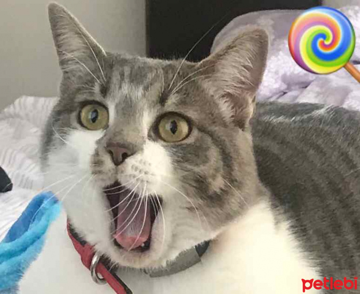 Tekir Kedi, Kedi  Paris fotoğrafı