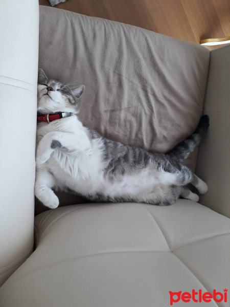 Tekir Kedi, Kedi  Paris fotoğrafı