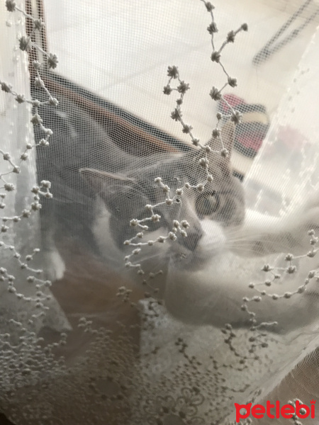 Tekir Kedi, Kedi  Paris fotoğrafı