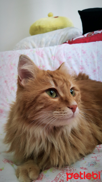 Sarman, Kedi  Perry fotoğrafı