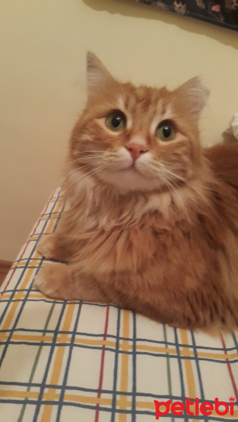 Sarman, Kedi  Perry fotoğrafı