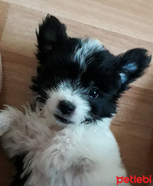 Maltese, Köpek  kırpık fotoğrafı