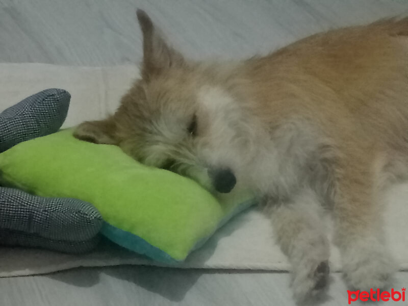 Maltese, Köpek  lassie fotoğrafı