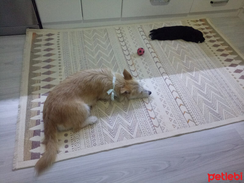 Maltese, Köpek  lassie fotoğrafı