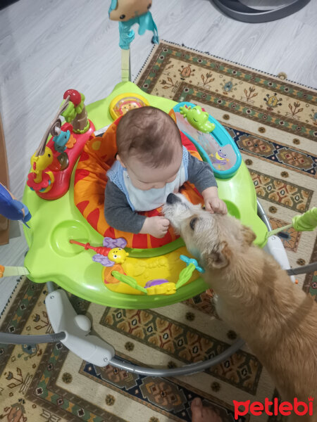 Maltese, Köpek  lassie fotoğrafı