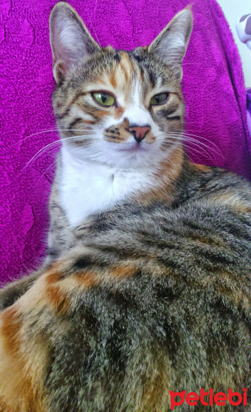 Tekir Kedi, Kedi  cimcime fotoğrafı