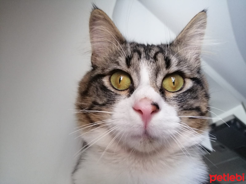 Tekir Kedi, Kedi  BAHA fotoğrafı