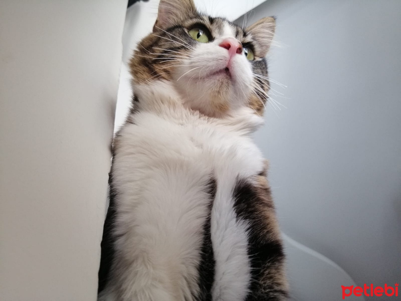 Tekir Kedi, Kedi  BAHA fotoğrafı