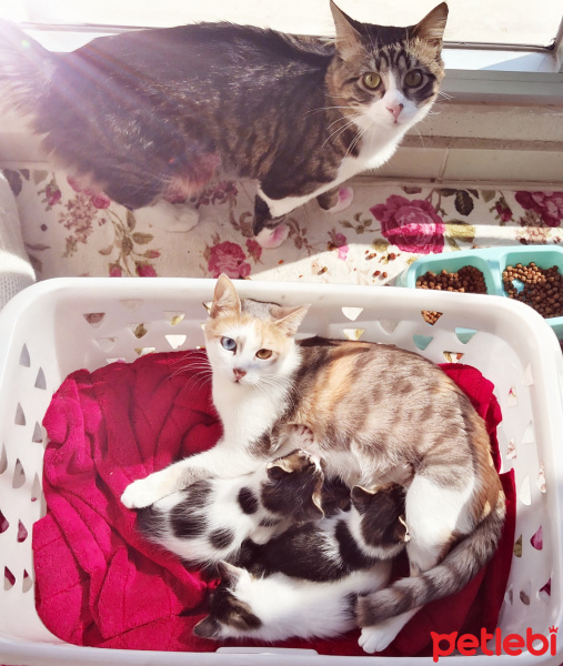 Tekir Kedi, Kedi  BAHA fotoğrafı