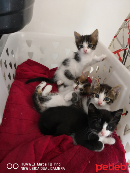 Tekir Kedi, Kedi  BAHA fotoğrafı