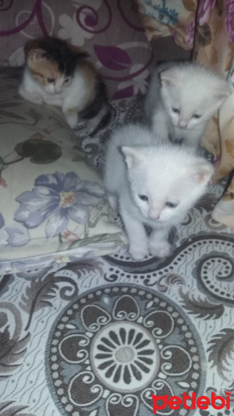 Ankara Kedisi, Kedi  Matmazel fotoğrafı