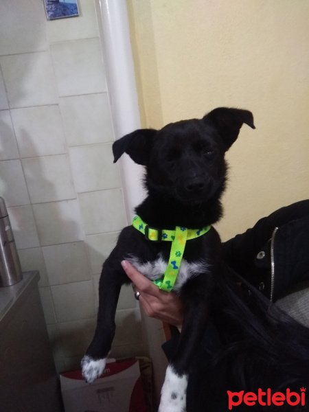 Minyatür Pinscher, Köpek  Kömür fotoğrafı