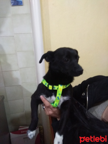 Minyatür Pinscher, Köpek  Kömür fotoğrafı