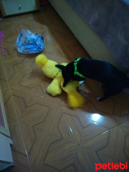 Minyatür Pinscher, Köpek  Kömür fotoğrafı