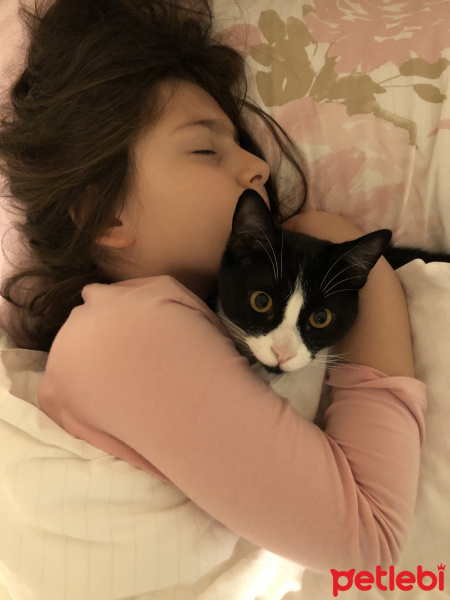 Scottish Fold, Kedi  Sakin fotoğrafı