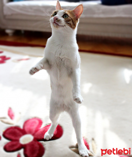 Tekir Kedi, Kedi  Minnak fotoğrafı