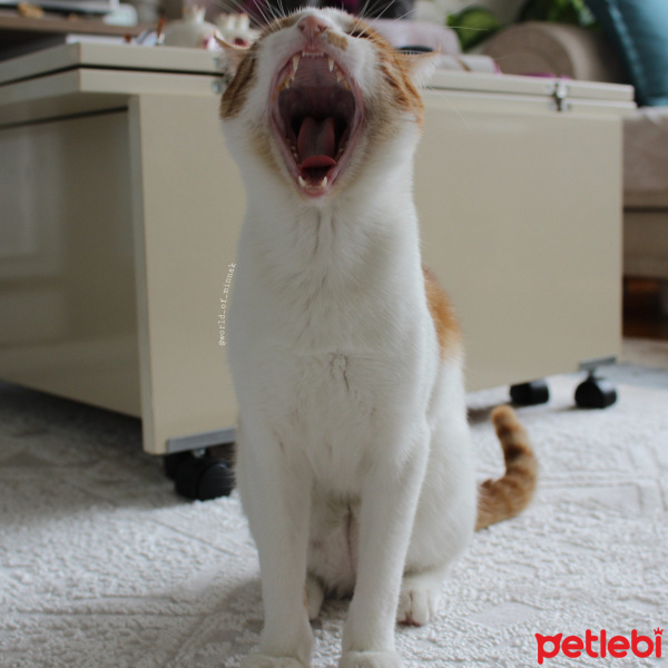 Tekir Kedi, Kedi  Minnak fotoğrafı