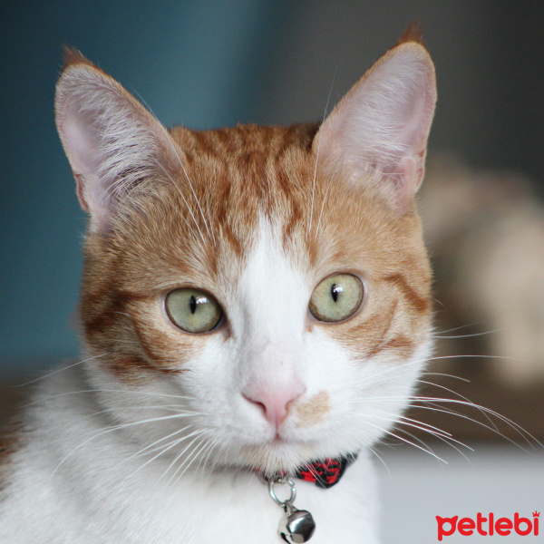 Tekir Kedi, Kedi  Minnak fotoğrafı