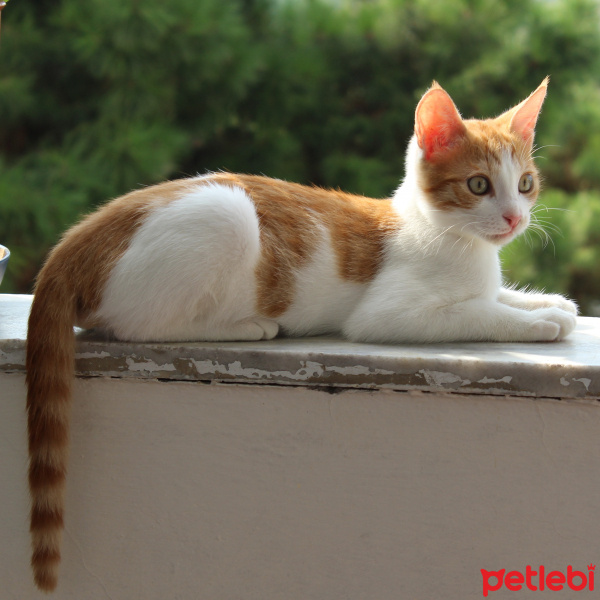 Tekir Kedi, Kedi  Minnak fotoğrafı