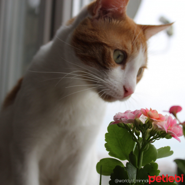 Tekir Kedi, Kedi  Minnak fotoğrafı