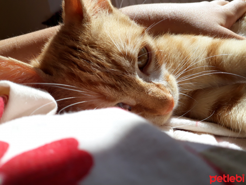 Sarman, Kedi  Polina fotoğrafı