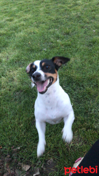 Jack Russell Terrier, Köpek  Maya fotoğrafı