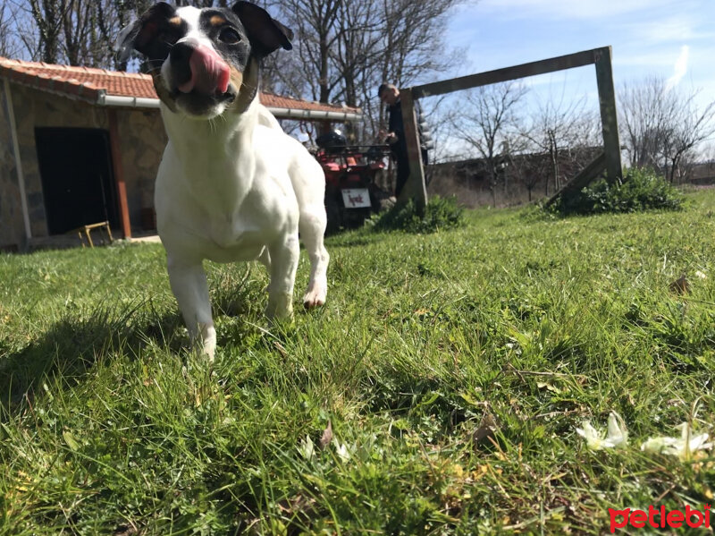 Jack Russell Terrier, Köpek  Maya fotoğrafı